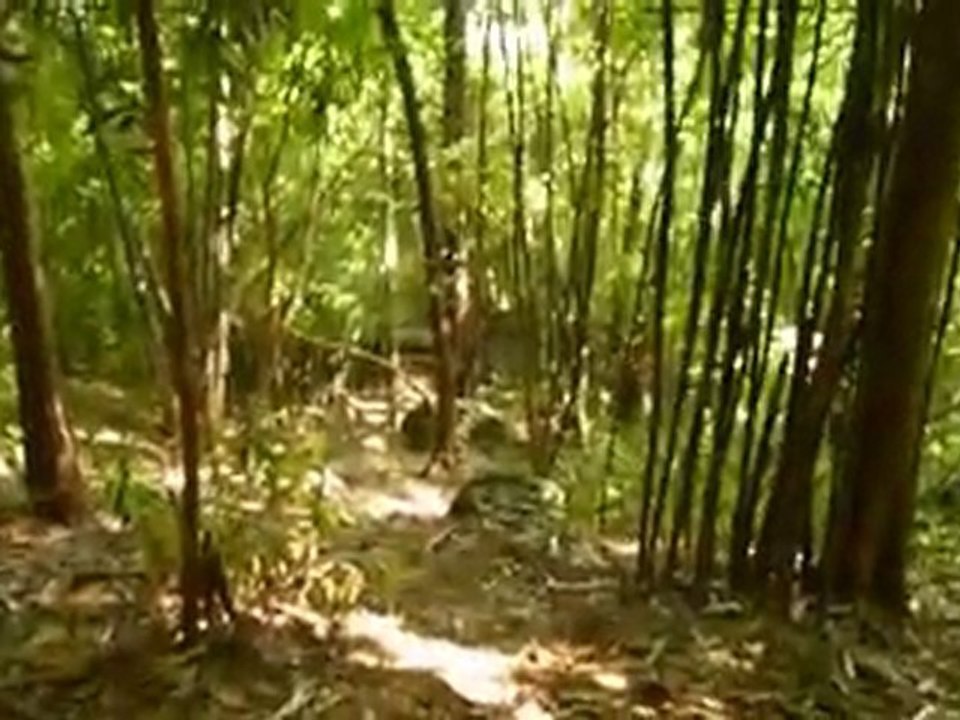 Frayeur et parano en pleine jungle !