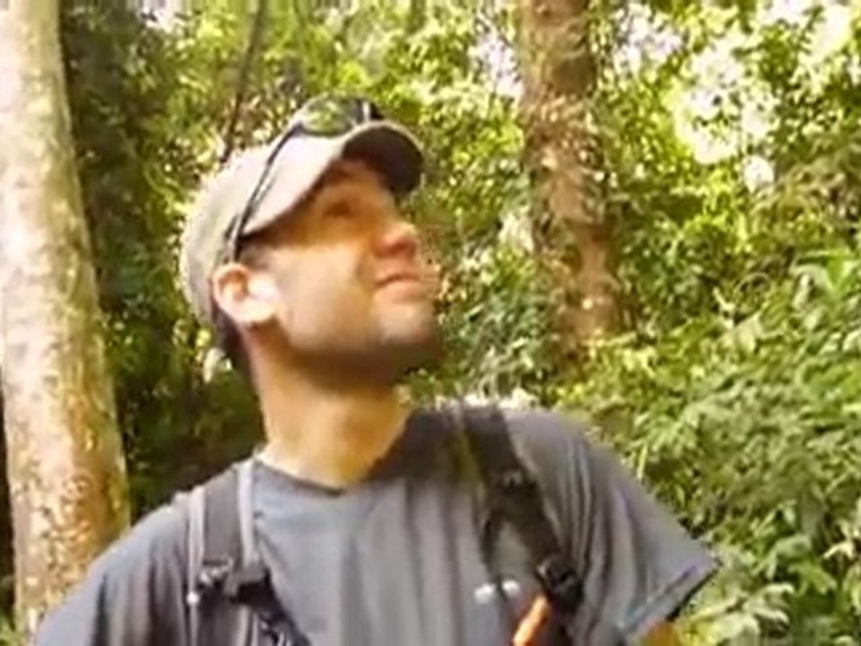 Cigales du Titan ! - jungle