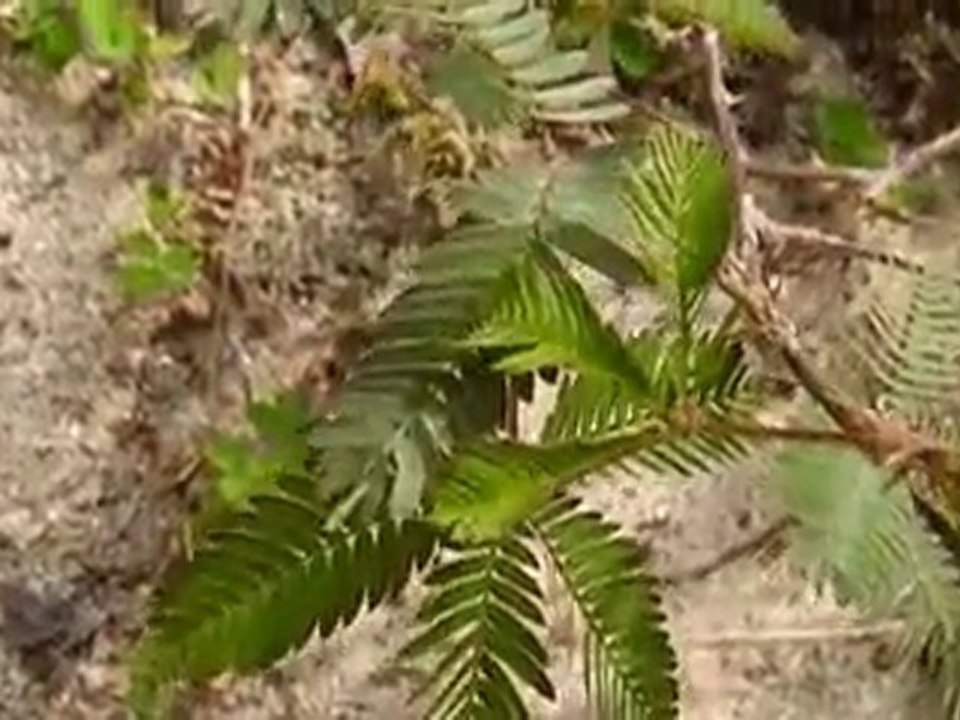 Plantes vivantes !