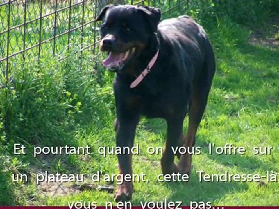 SESSIE un Amour de chienne