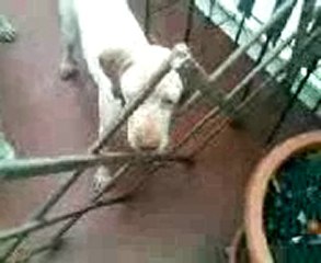 bon anniversaire ma fidji !