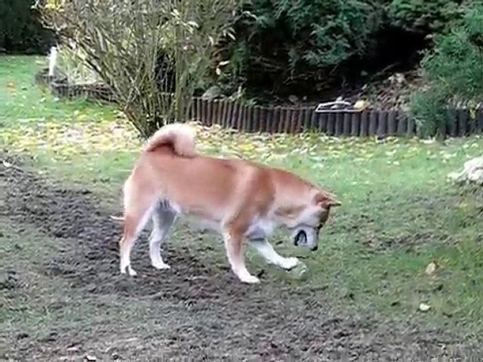 Edge reine du dribble