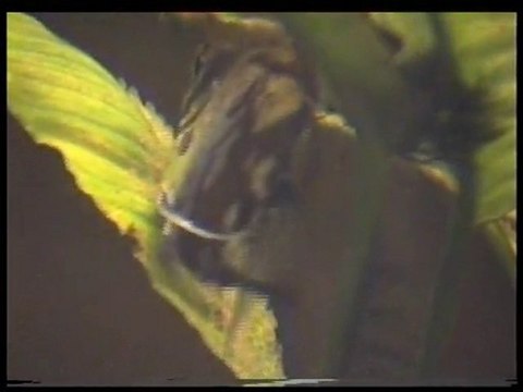 Scalaires - Une Ponte