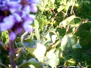 Lilas du jardin - 16 novembre 2010