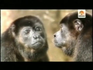 La muerte: Empatia y consciencia animal