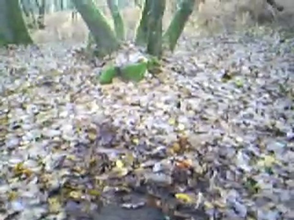 1er video