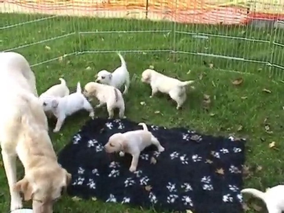 Kaly - Portée B - 14.11.2010 1 Première sortie