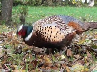 Coq et poule faisane (6mn)