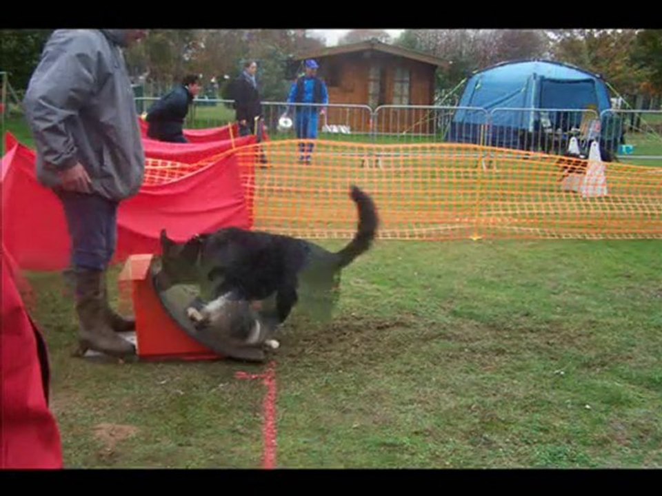 flyball112010