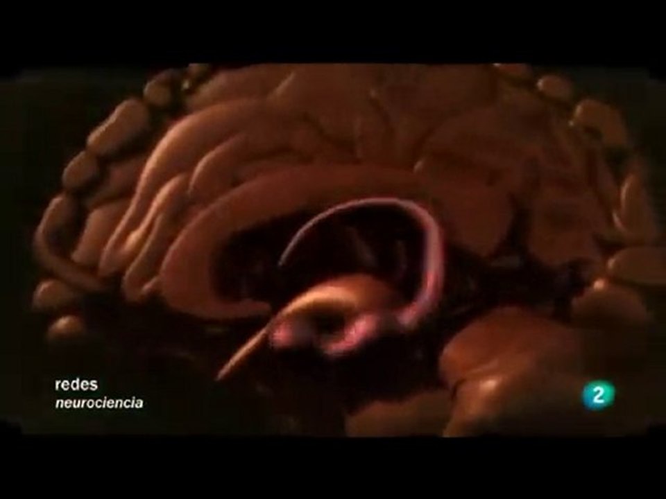 Cerebro: Envejecimiento y ejercicio