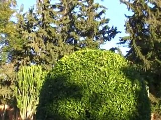 ROYAL DECAMERON ISSIL .