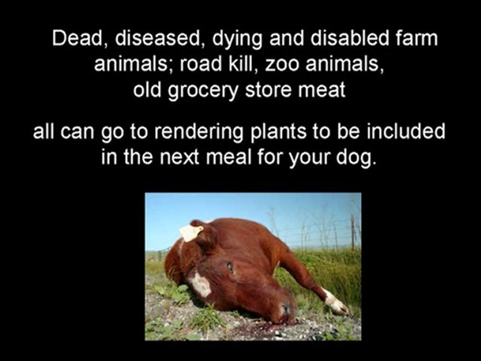 Dog Food Dangers