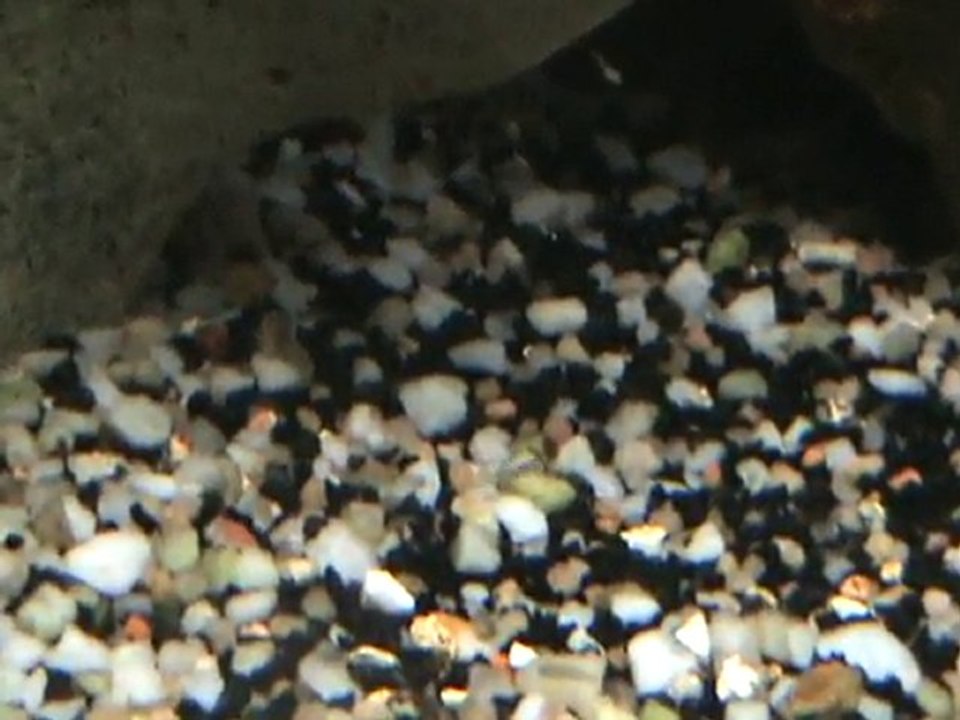 neolamprologus pulcher daffodil