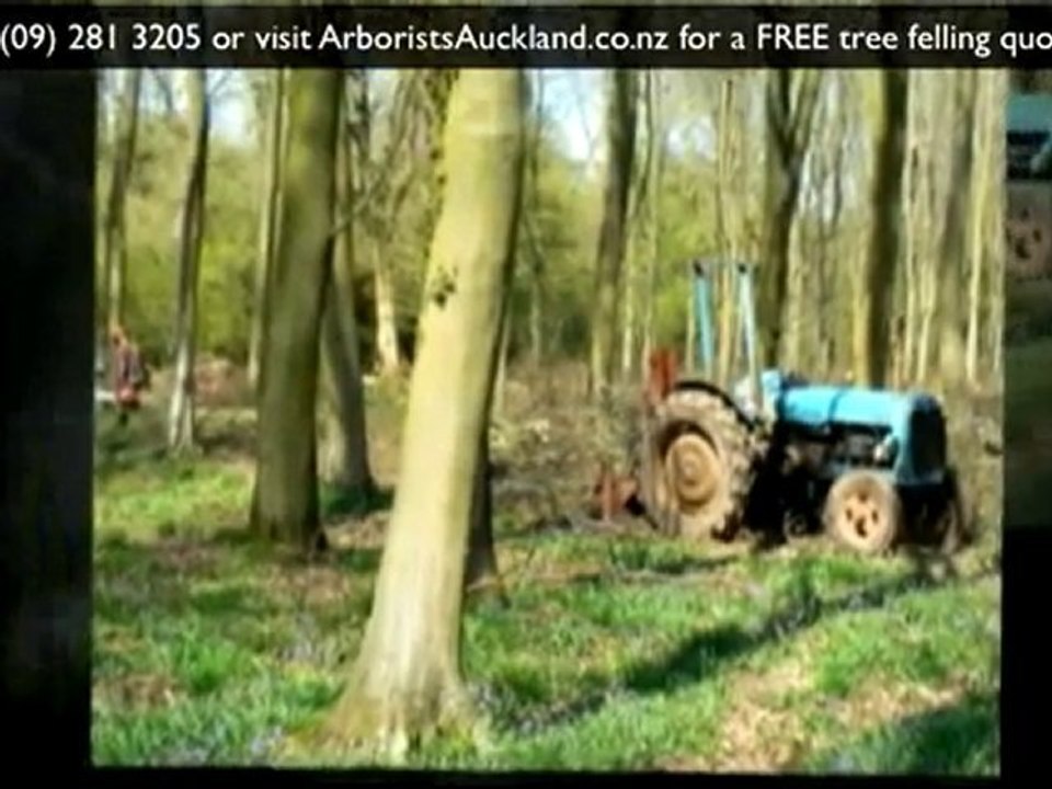 Tree Felling Auckland: Ph(09) 2813205 for a tree felling qu
