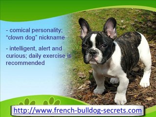 The Funny French Bulldog