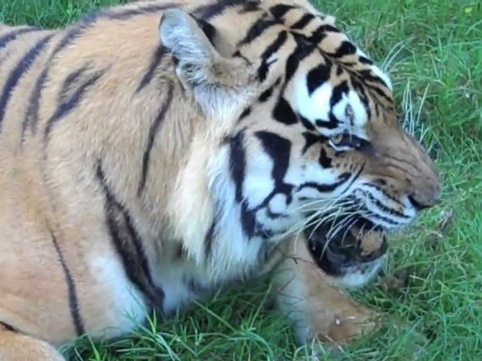 TIGER FAIL!! Vegetarian Tiger??