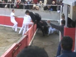 Dernier week-end de course camarguaise (Gard)