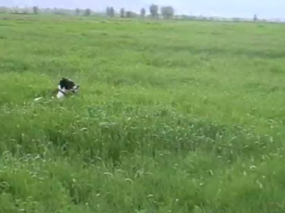 ingiliz poınter lusi bıldırcın ferma