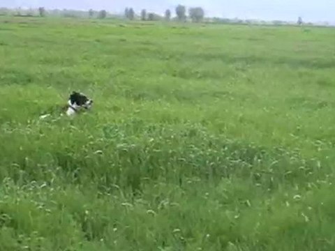 ingiliz poınter lusi bıldırcın ferma