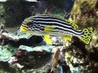 Aquarium de Saint Malo... Partie 5