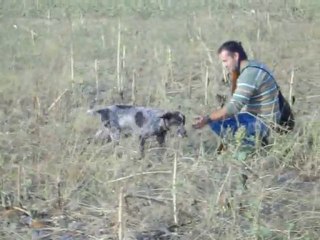 Usta bıldırcın avı