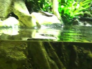 Aquarium de Saint Malo... Partie 6