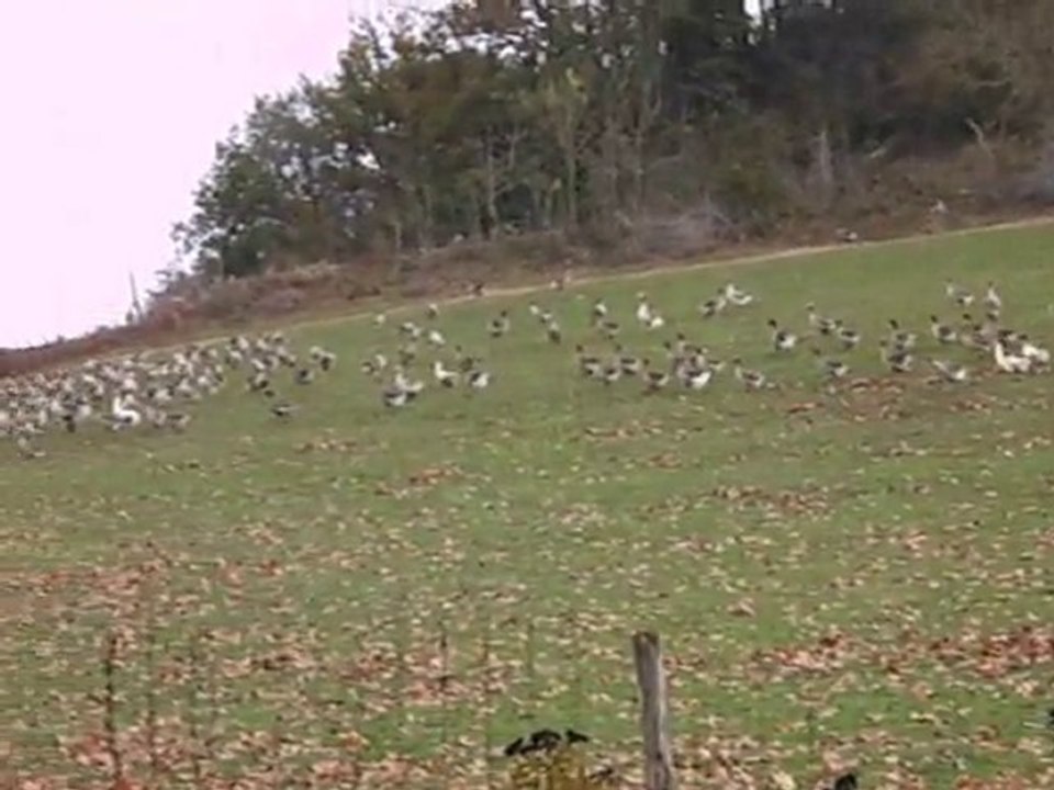 Elevage d'oies dans le GERS