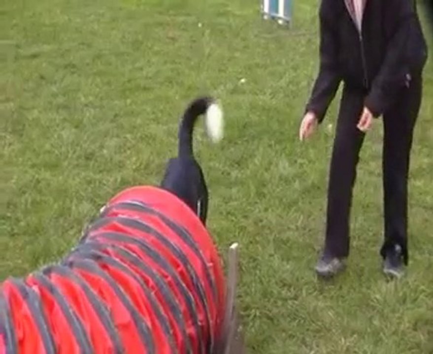 démonstration d'agility snoopy malhoreau vidéo 3