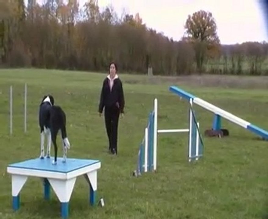 démonstration d'agility snoopy malhoreau vidéo 4