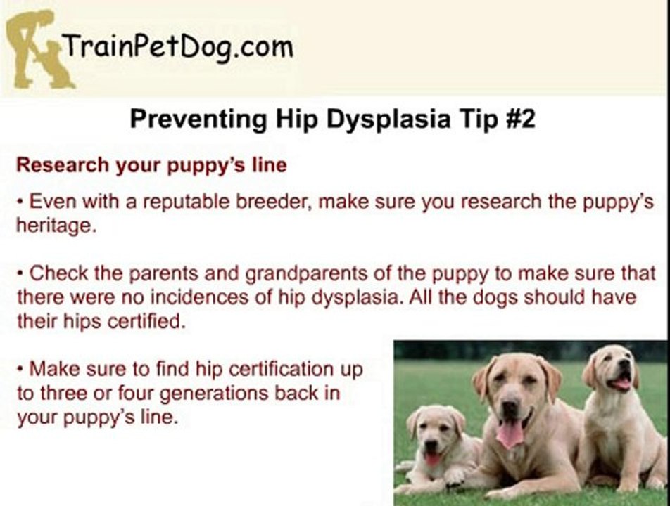 How To Prevent Hip Dysplasia in a Labrador Retriever