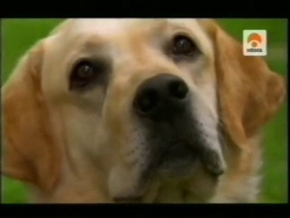 Olfato canino