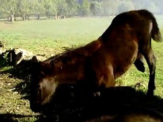 Chevaux de Merens