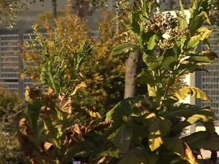 El Jardín Botánico: un sueño hecho realidad