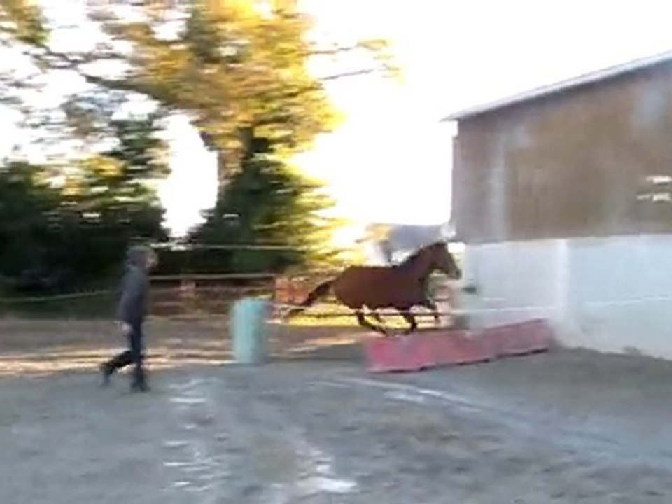 Ecuries Du Nevez Tiempo Del Sol