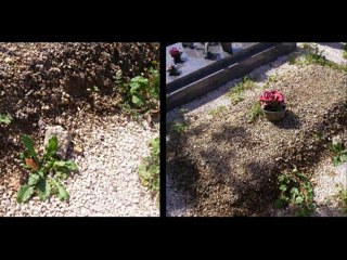 DIJON VIOLATION SEPULTURE PAR LES SERVICES REBSAMEN