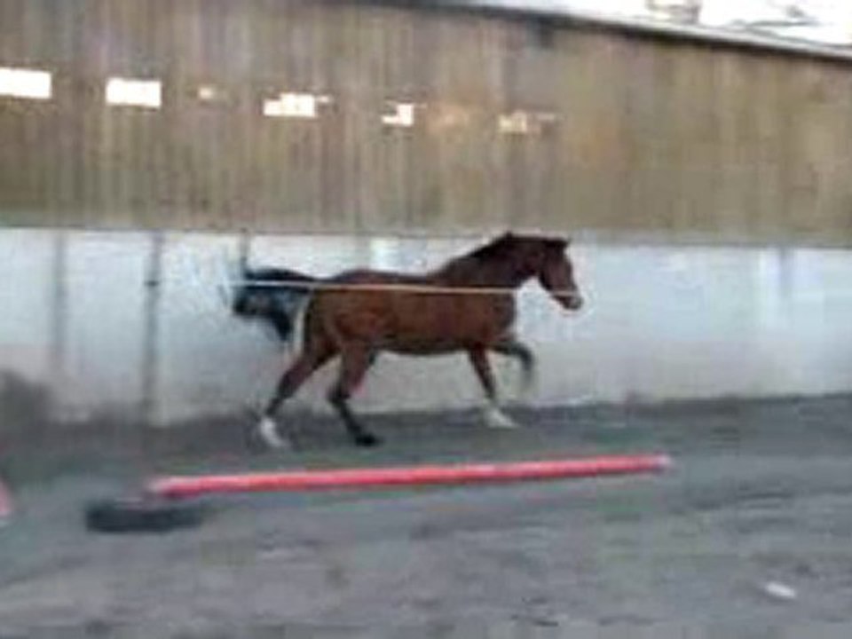 Ecuries Du Nevez Tiempo Del Sol 2