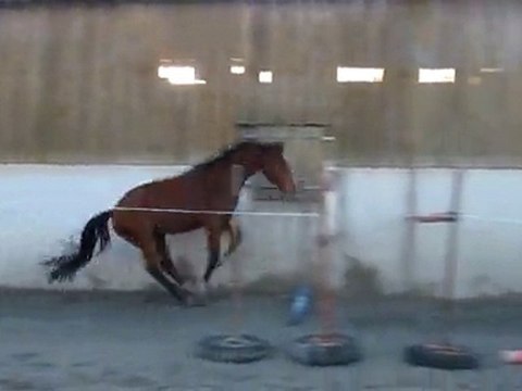 Ecuries Du Nevez Tiempo Del Sol 4