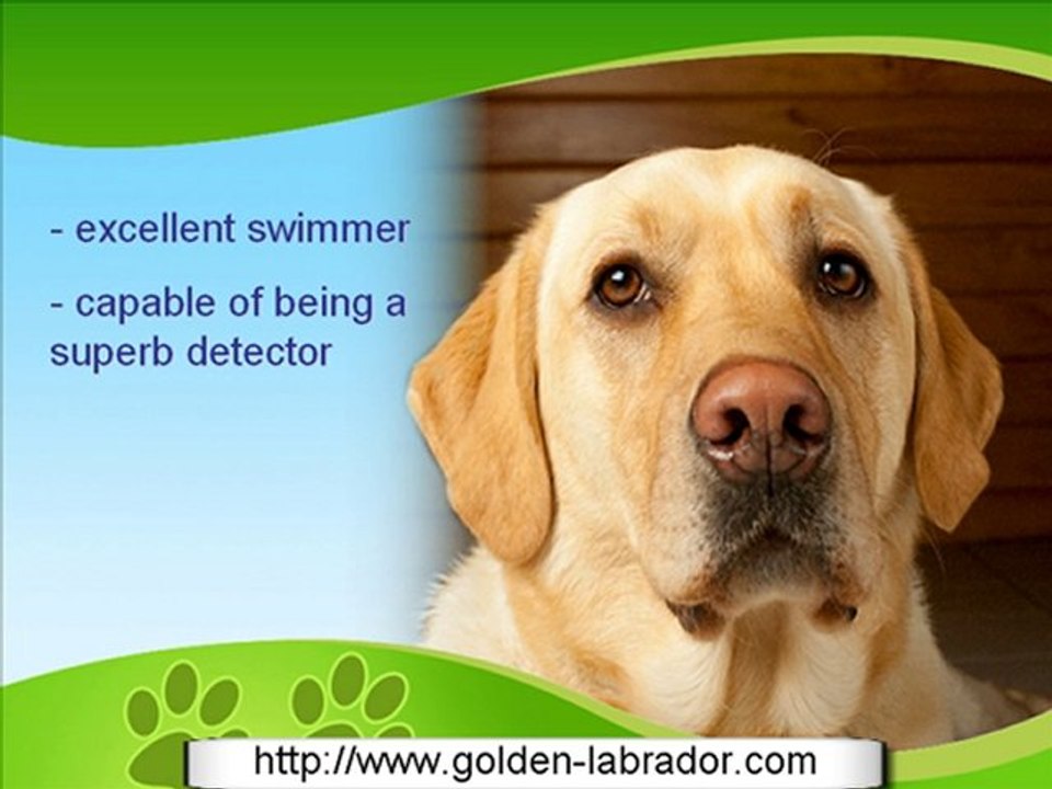 The Golden Labrador Retriever