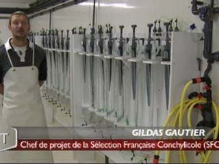 Il faut sauver les huîtres ! (Vendée)