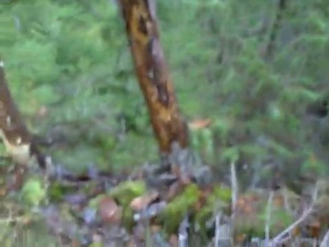 Sortie du 17 Novembre 2010 rapproché 5