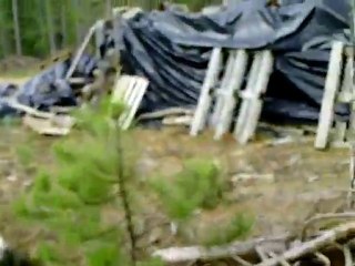 Féline, Farouche, Fangio & Fakir chiots de 2 mois 1/2