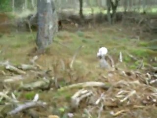 Chiots de 2 mois 1/2 "Féline, Farouche, Fangio & Fakir"