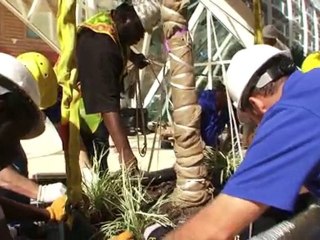 Creating an Ocean Garden: Planting Allure's Central Park