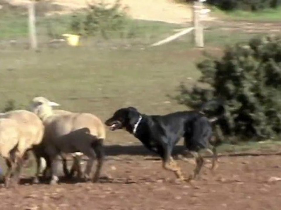 Beaucerons à la découverte du troupeau