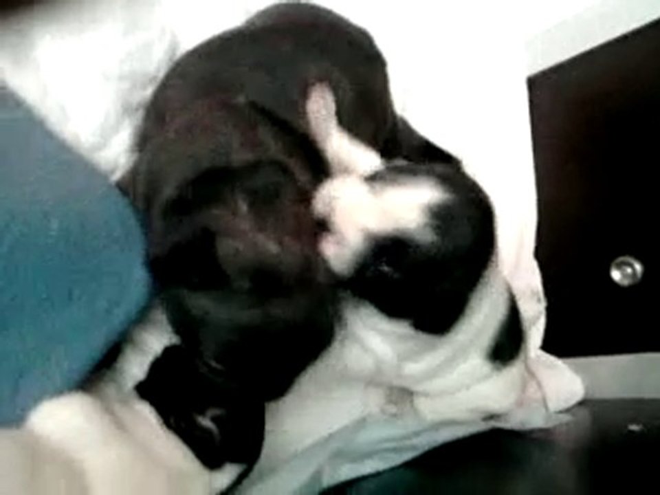 first battle Falbala vs Fosco