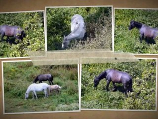 CAVALOS NA QUINTA DO AMPARO LEIRIA 2010