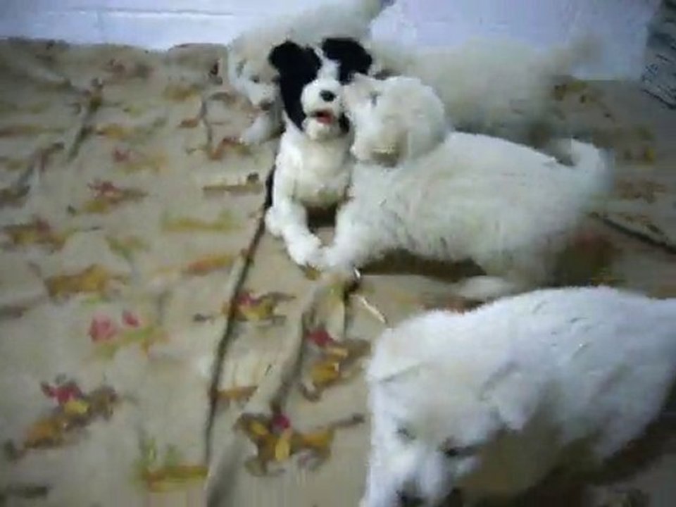 chiots bergers blancs suisses (Dakota Blueberry - Benji)