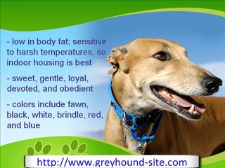 The Incredibly Fast Greyhound