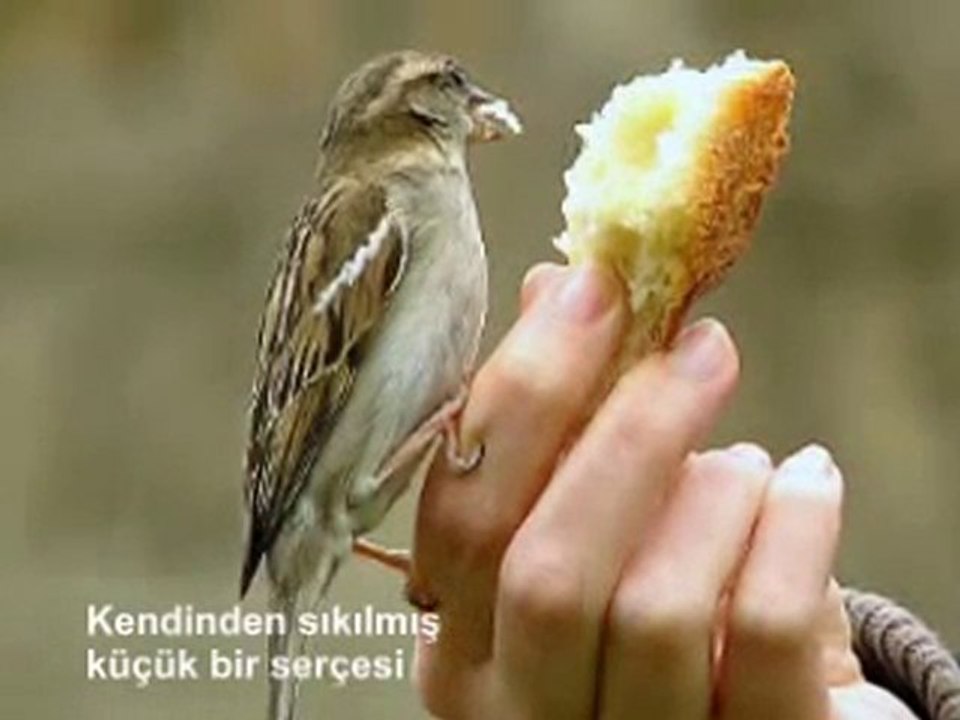 Sabah Tez Olsun Diye