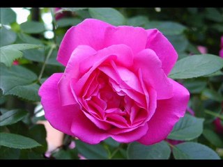 Mediha Şen Sancakoğlu-Güle Sorma (Eski)